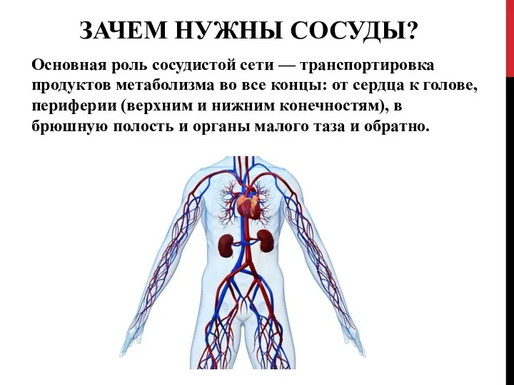 ЗАЧЕМ НУЖНЫ СОСУДЫ? Основная роль сосудистой сети — транспортировка продуктов