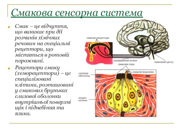 Смакова сенсорна система Смак – це відчуття, що виникає при