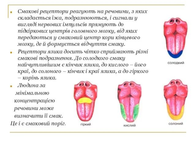 Смакові рецептори реагують на речовини, з яких складається їжа, подразнюються,