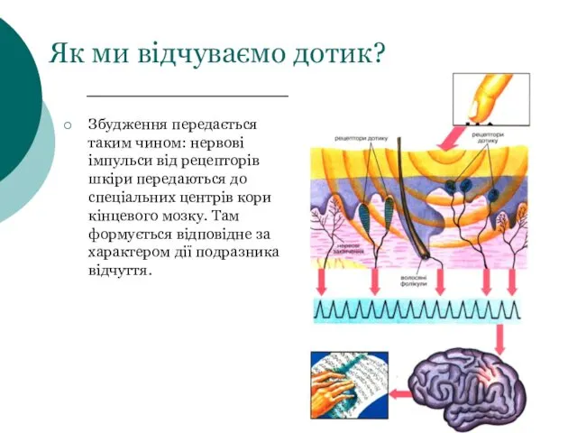 Як ми відчуваємо дотик? Збудження передається таким чином: нервові імпульси