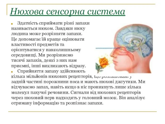 Нюхова сенсорна система Здатність сприймати різні запахи називається нюхом. Завдяки