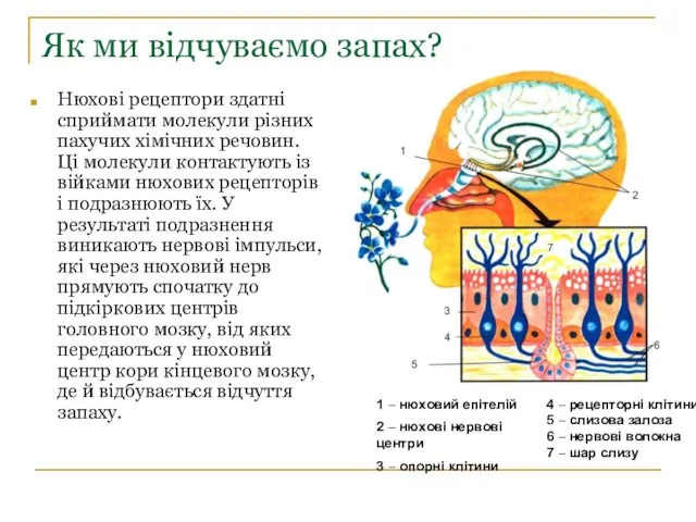 Як ми відчуваємо запах? Нюхові рецептори здатні сприймати молекули різних