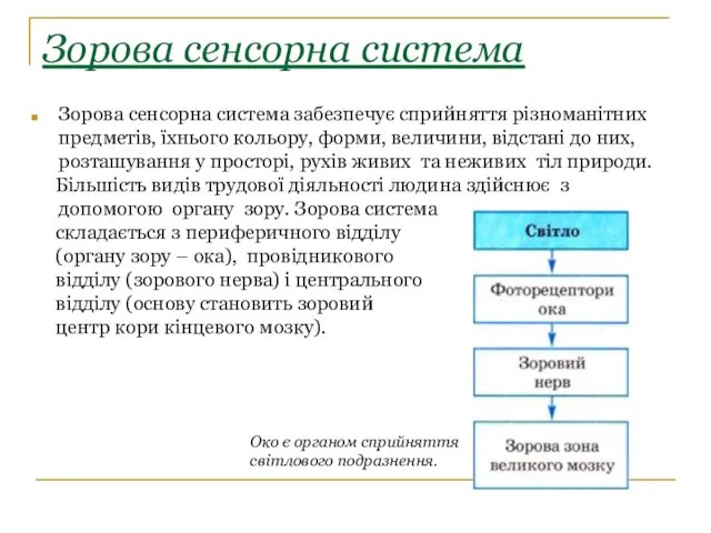 Зорова сенсорна система Зорова сенсорна система забезпечує сприйняття різноманітних предметів,