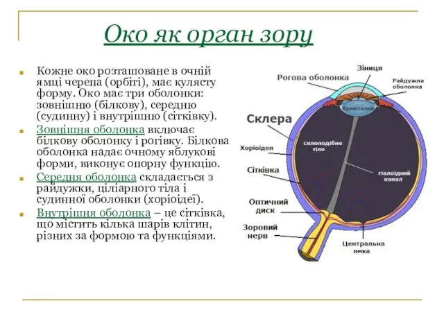 Око як орган зору Кожне око розташоване в очній ямці