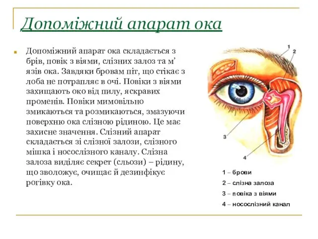 Допоміжний апарат ока Допоміжний апарат ока складається з брів, повік