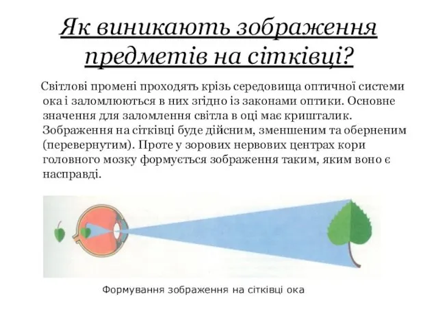 Як виникають зображення предметів на сітківці? Світлові промені проходять крізь