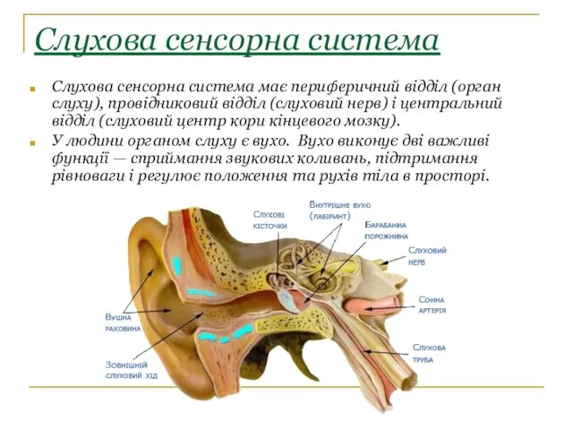 Слухова сенсорна система Слухова сенсорна система має периферичний відділ (орган