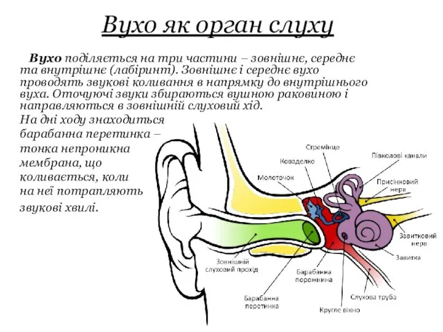 Вухо як орган слуху Вухо поділяється на три частини –