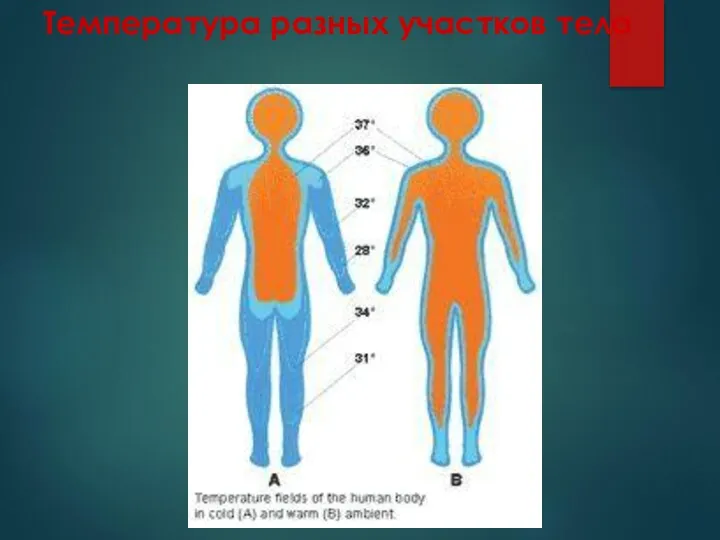 Температура разных участков тела