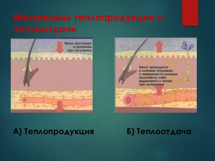 Механизмы теплопродукции и теплоотдачи А) Теплопродукция Б) Теплоотдача