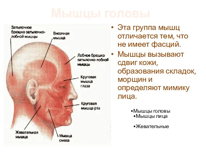 Мышцы головы Эта группа мышц отличается тем, что не имеет фасций. Мышцы вызывают