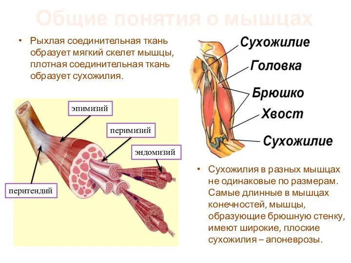 Общие понятия о мышцах Рыхлая соединительная ткань образует мягкий скелет