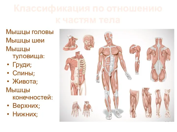 Классификация по отношению к частям тела Мышцы головы Мышцы шеи Мышцы туловища: Груди;