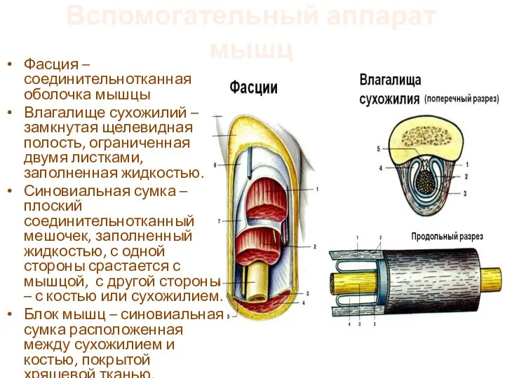 Вспомогательный аппарат мышц Фасция – соединительнотканная оболочка мышцы Влагалище сухожилий – замкнутая щелевидная