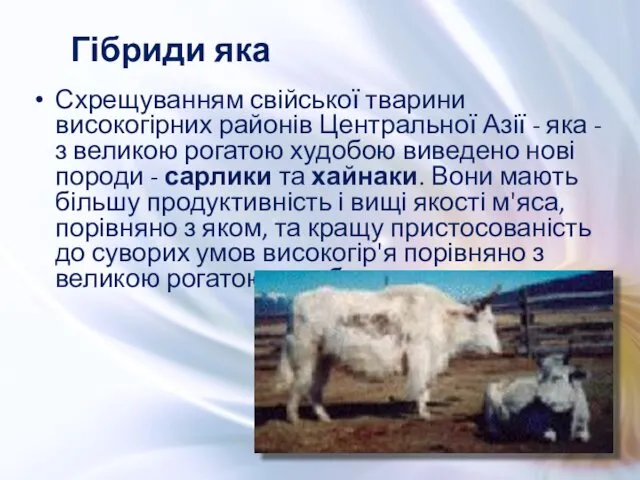 Схрещуванням свійської тварини високогірних районів Центральної Азії - яка -