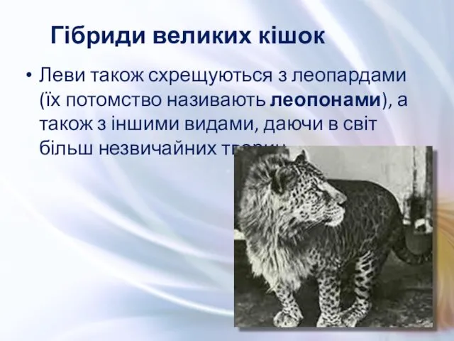 Леви також схрещуються з леопардами (їх потомство називають леопонами), а