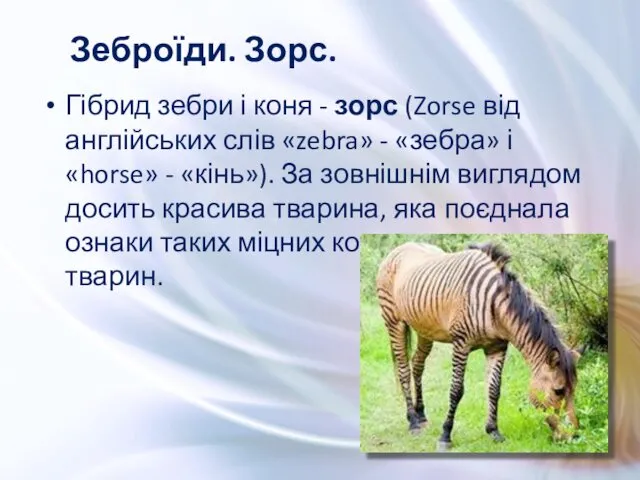 Гібрид зебри і коня - зорс (Zorse від англійських слів