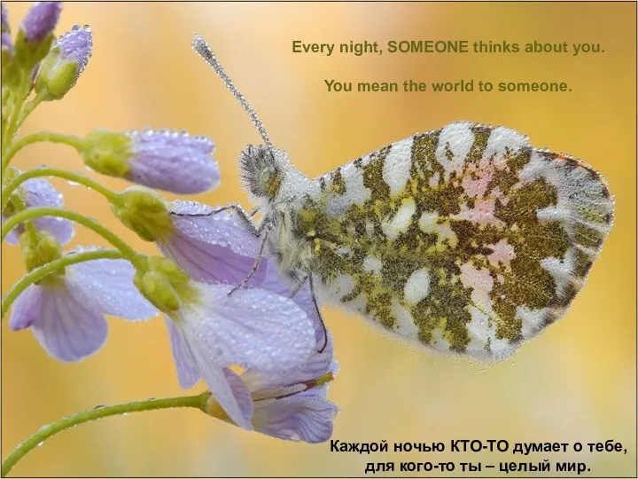 Every night, SOMEONE thinks about you. You mean the world to someone. Каждой