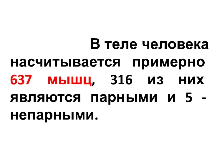 В теле человека насчитывается примерно 637 мышц, 316 из них являются парными и 5 - непарными.