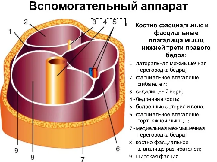 Вспомогательный аппарат мышц Костно-фасциальные и фасциальные влагалища мышц нижней трети