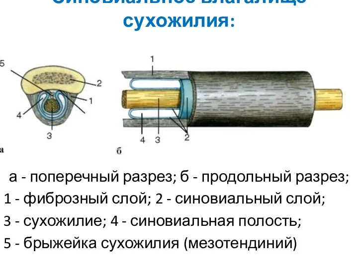 Синовиальное влагалище сухожилия: а - поперечный разрез; б - продольный