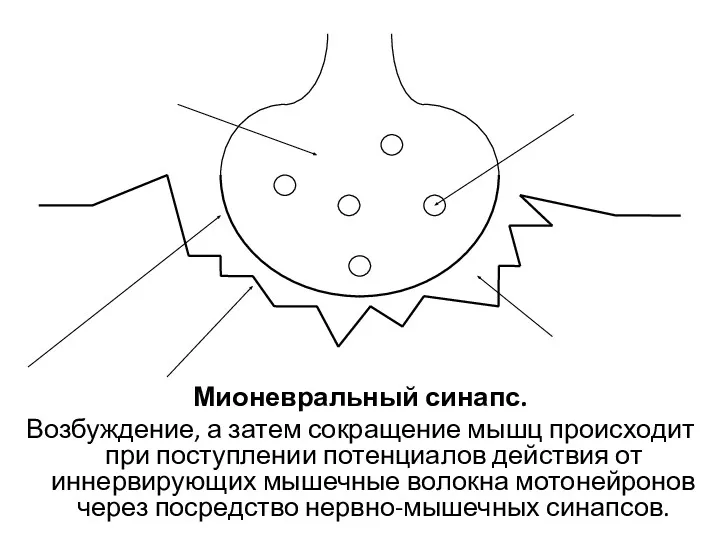 Мионевральный синапс. Возбуждение, а затем сокращение мышц происходит при поступлении