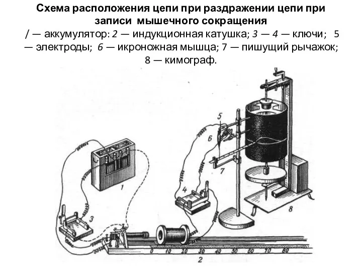 Схема расположения цепи при раздражении цепи при записи мышечного сокращения