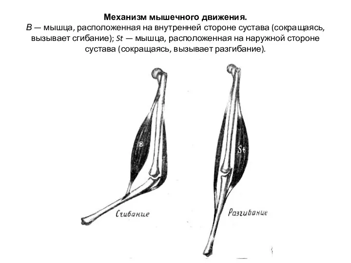 Механизм мышечного движения. В — мышца, расположенная на внутренней стороне