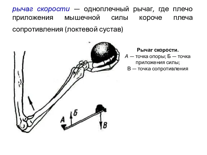 рычаг скорости — одноплечный рычаг, где плечо приложения мышечной силы