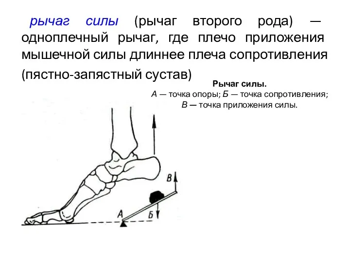 рычаг силы (рычаг второго рода) — одноплечный рычаг, где плечо