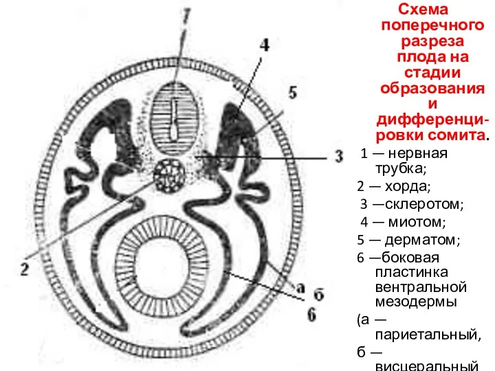 Схема поперечного разреза плода на стадии образования и дифференци-ровки сомита.