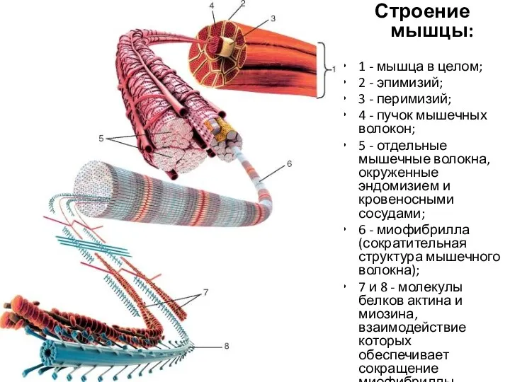 Строение мышцы: 1 - мышца в целом; 2 - эпимизий;