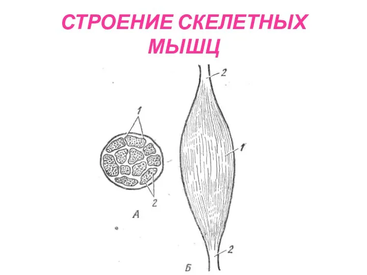 СТРОЕНИЕ СКЕЛЕТНЫХ МЫШЦ