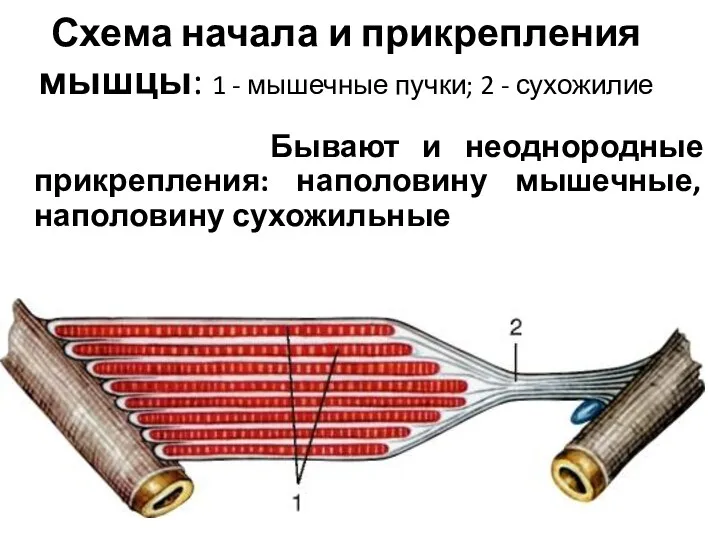 Схема начала и прикрепления мышцы: 1 - мышечные пучки; 2