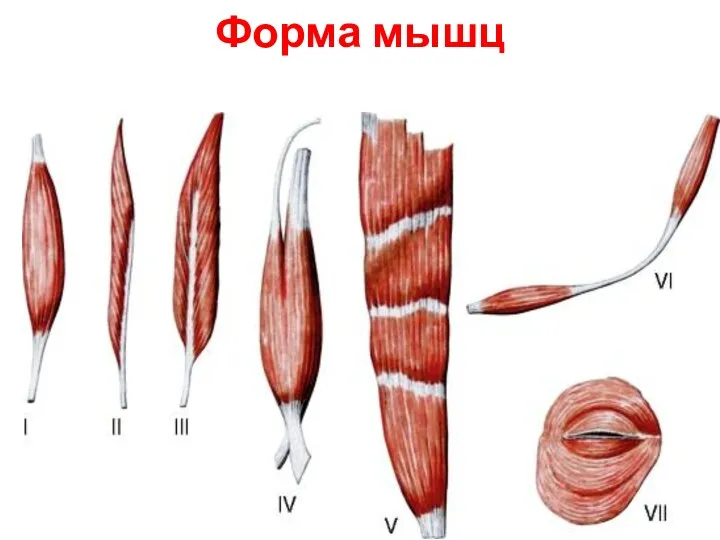 Форма мышц