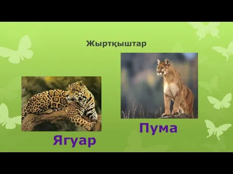 Жыртқыштар Пума Ягуар