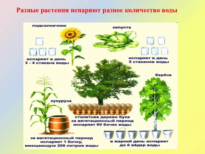 Разные растения испаряют разное количество воды