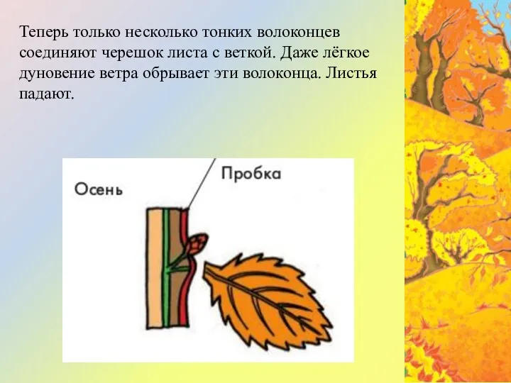 Теперь только несколько тонких волоконцев соединяют черешок листа с веткой.