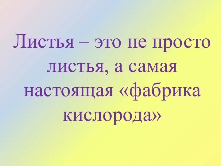 Листья – это не просто листья, а самая настоящая «фабрика кислорода»