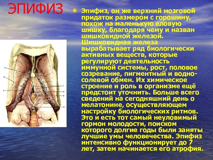 ЭПИФИЗ Эпифиз, он же верхний мозговой придаток размером с горошину,