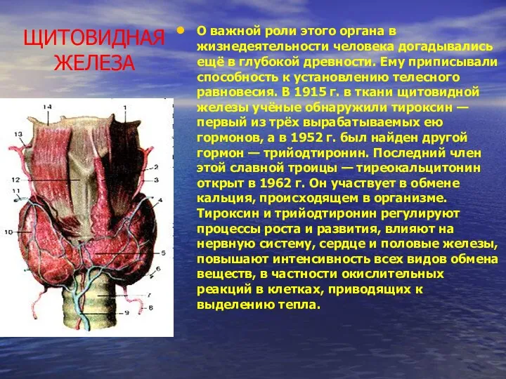 ЩИТОВИДНАЯ ЖЕЛЕЗА О важной роли этого органа в жизнедеятельности человека