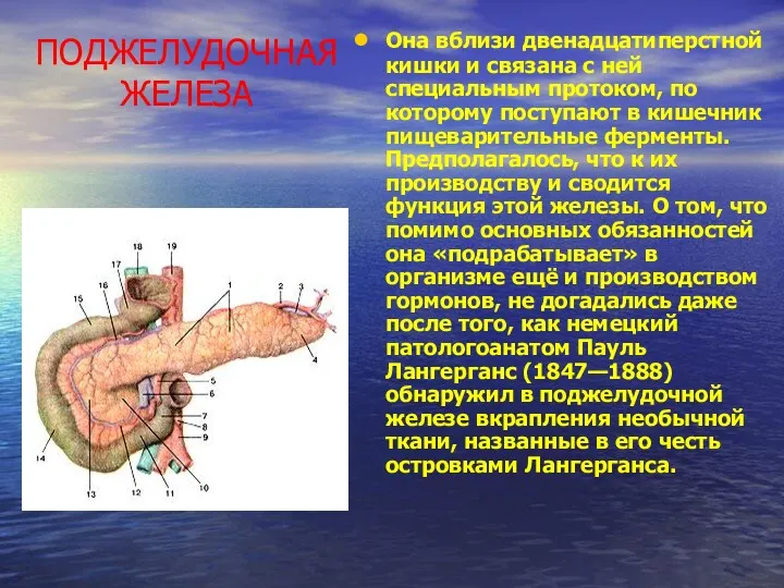 ПОДЖЕЛУДОЧНАЯ ЖЕЛЕЗА Она вблизи двенадцатиперстной кишки и связана с ней