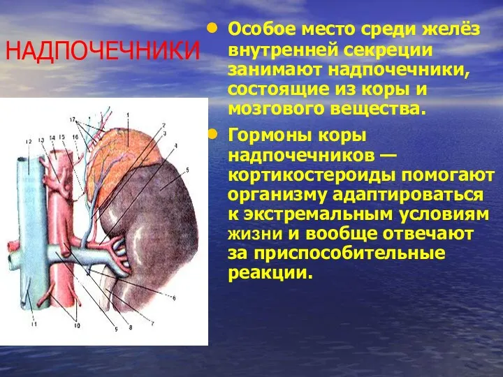 НАДПОЧЕЧНИКИ Особое место среди желёз внутренней секреции занимают надпочечники, состоящие