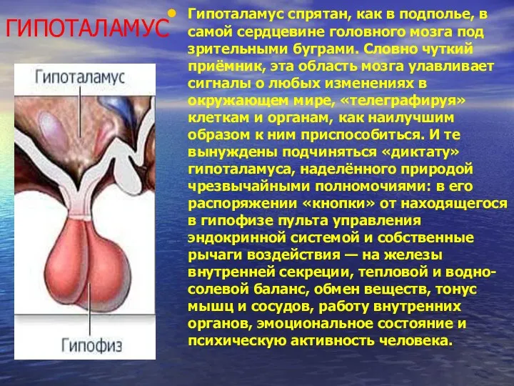 ГИПОТАЛАМУС Гипоталамус спрятан, как в подполье, в самой сердцевине головного