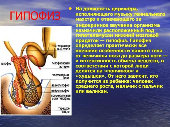 ГИПОФИЗ На должность дирижёра, исполняющего музыку гениального маэстро и отвечающего