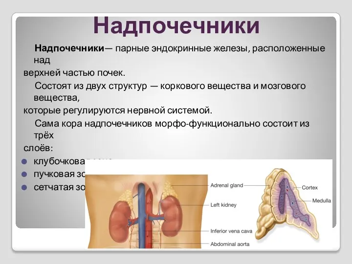 Надпочечники Надпочечники— парные эндокринные железы, расположенные над верхней частью почек.