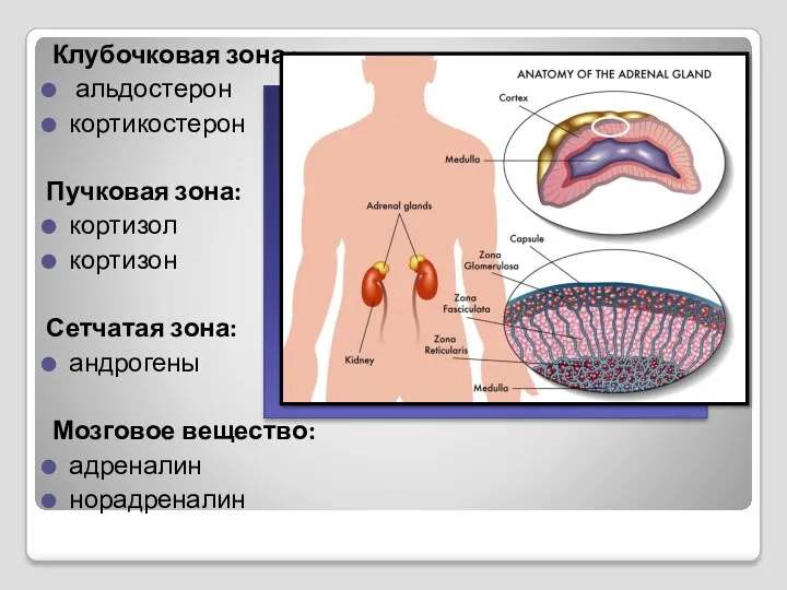 Клубочковая зона : альдостерон кортикостерон Пучковая зона: кортизол кортизон Сетчатая зона: андрогены Мозговое вещество: адреналин норадреналин