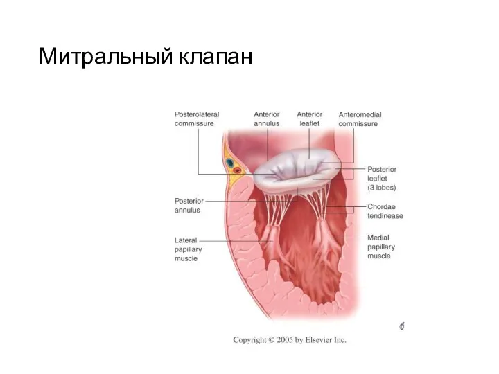 Митральный клапан