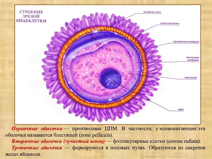 Первичные оболочки — производные ЦПМ. В частности, у млекопитающих эта