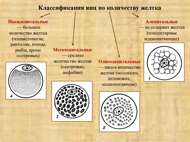 Классификация яиц по количеству желтка Полилецитальные — большое количество желтка